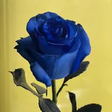 Ксения Олейник 