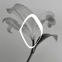 Lumea Tattoo