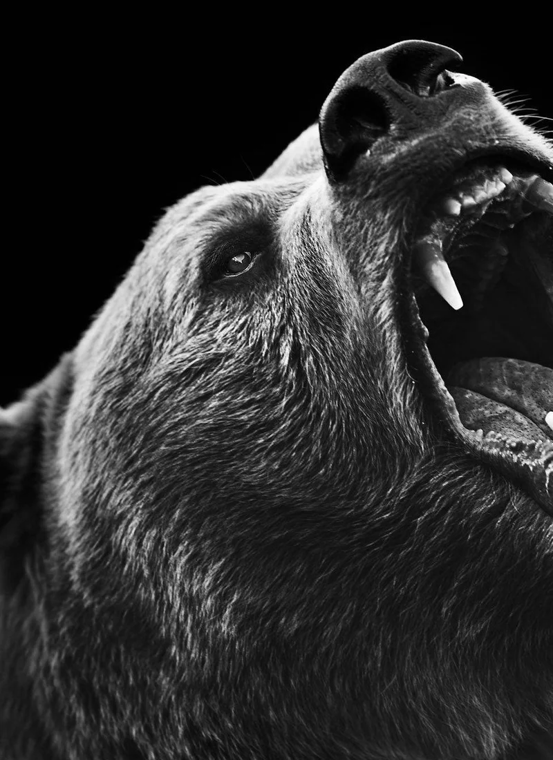 Le Tatouage de l'Ours : Un Symbole Singulier de T&eacute;nacit&eacute; et de Puissance