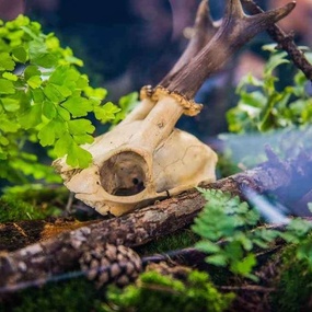 Katowice Tattoo Konwent 2017 | 2 день