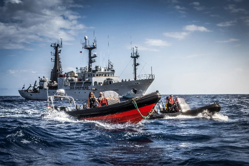Tattoo for the Ocean: Where Tattoos Support the Sea - image 1