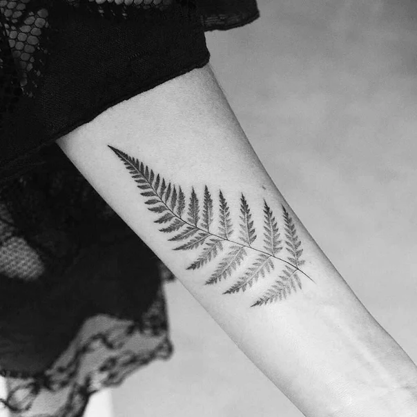Botanic Fern tattoo on Forearm