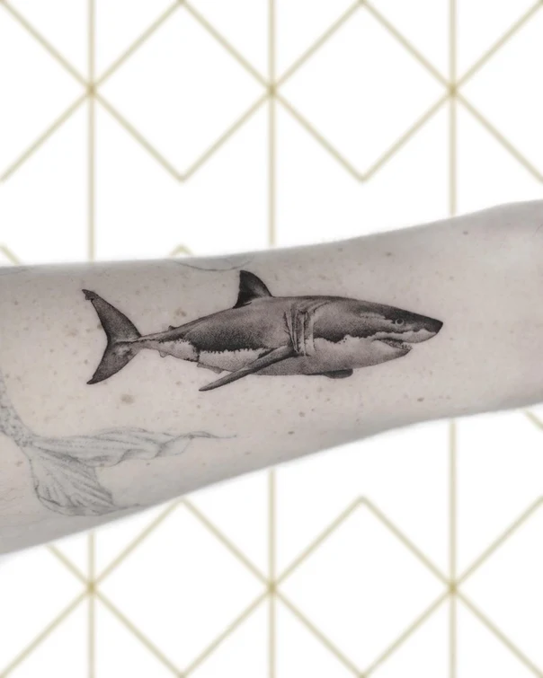 Realism Shark tattoo on Forearm