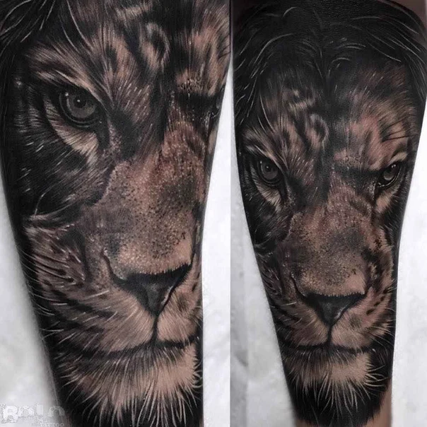 Realism Lion tattoo on Forearm