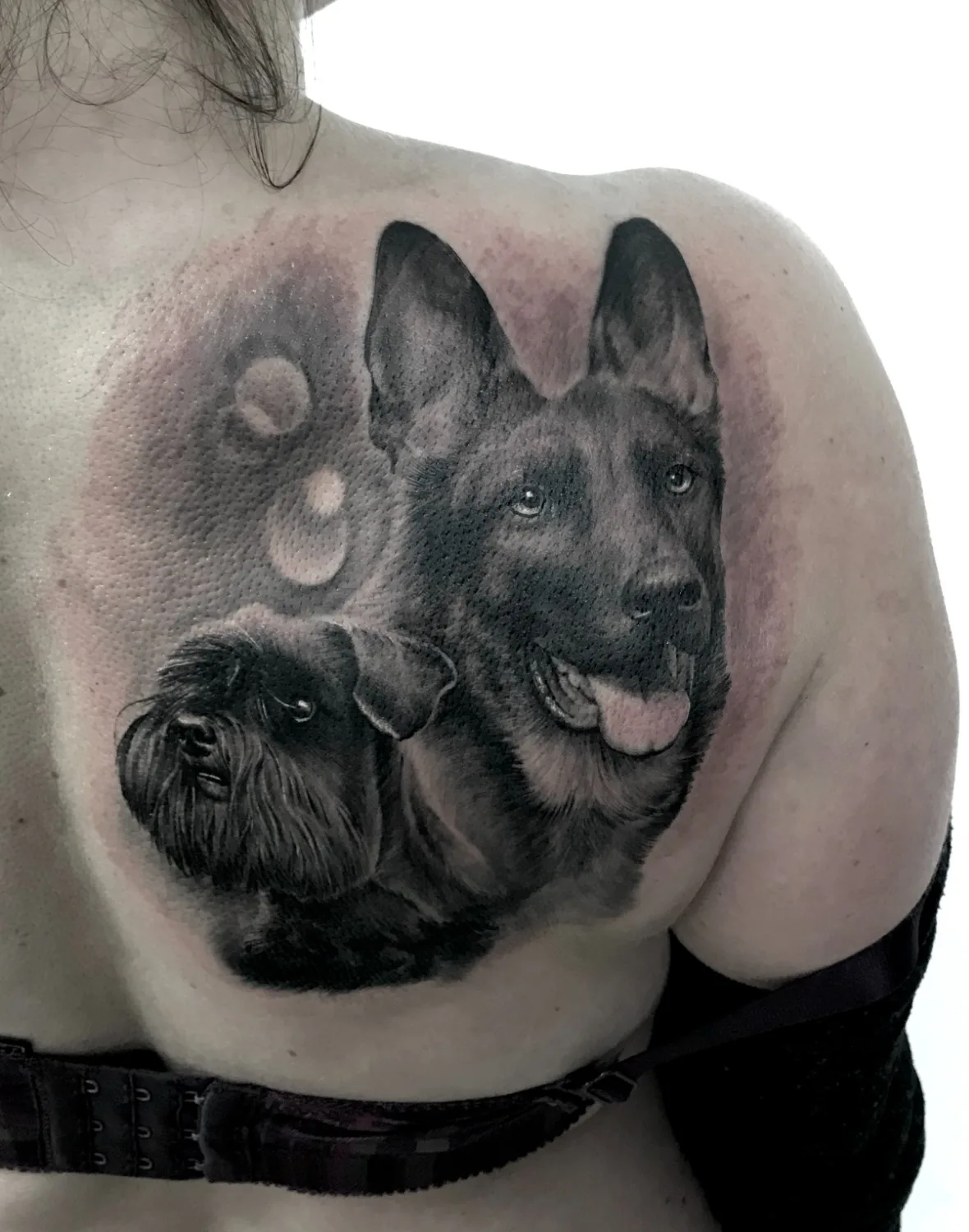 黑白纹身 羊羔犬