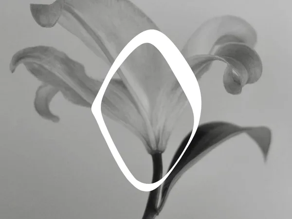 Lumea Tattoo