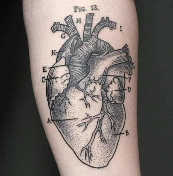 Engraving Anatomy, Heart tattoo on Forearm