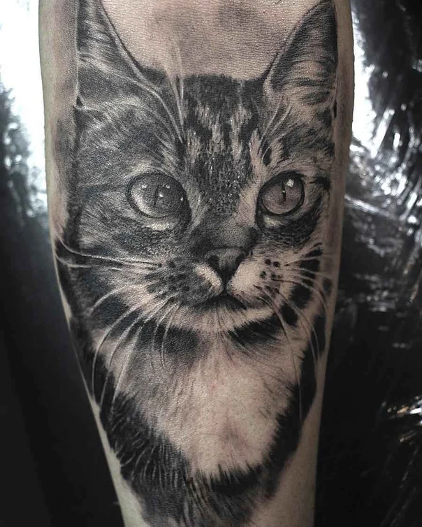 Realism Cat tattoo on Forearm