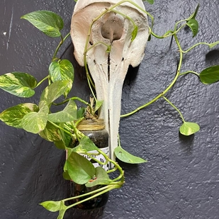 🔥 Горячие фото, портфолио модели  #42730  