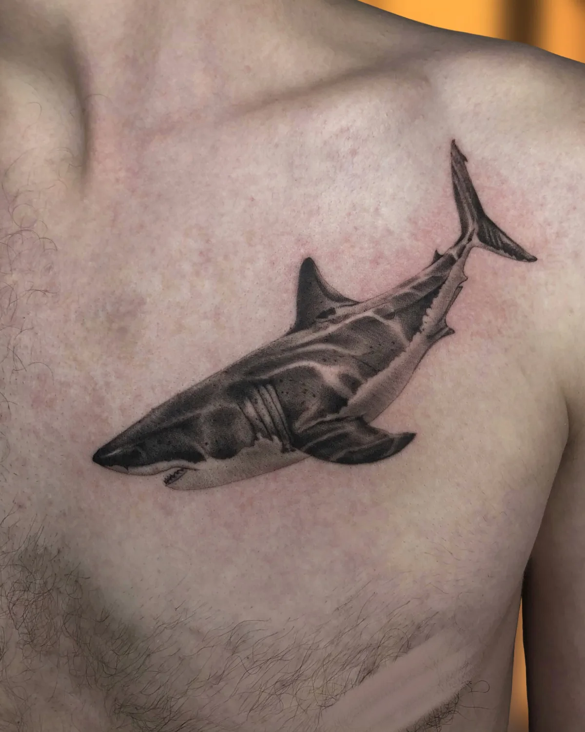 A realistic black and grey tattoo of a shark placed on the chest, with detailed countershading and smooth gradients across the body of the animal.