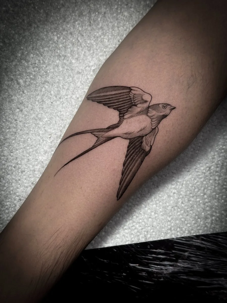 Ein detailliertes Schwarz-Grau-Tattoo einer fliegenden Schwalbe mit langen Gabelschwanz und fein gepunkteter Schattierung auf dem Unterarm.
