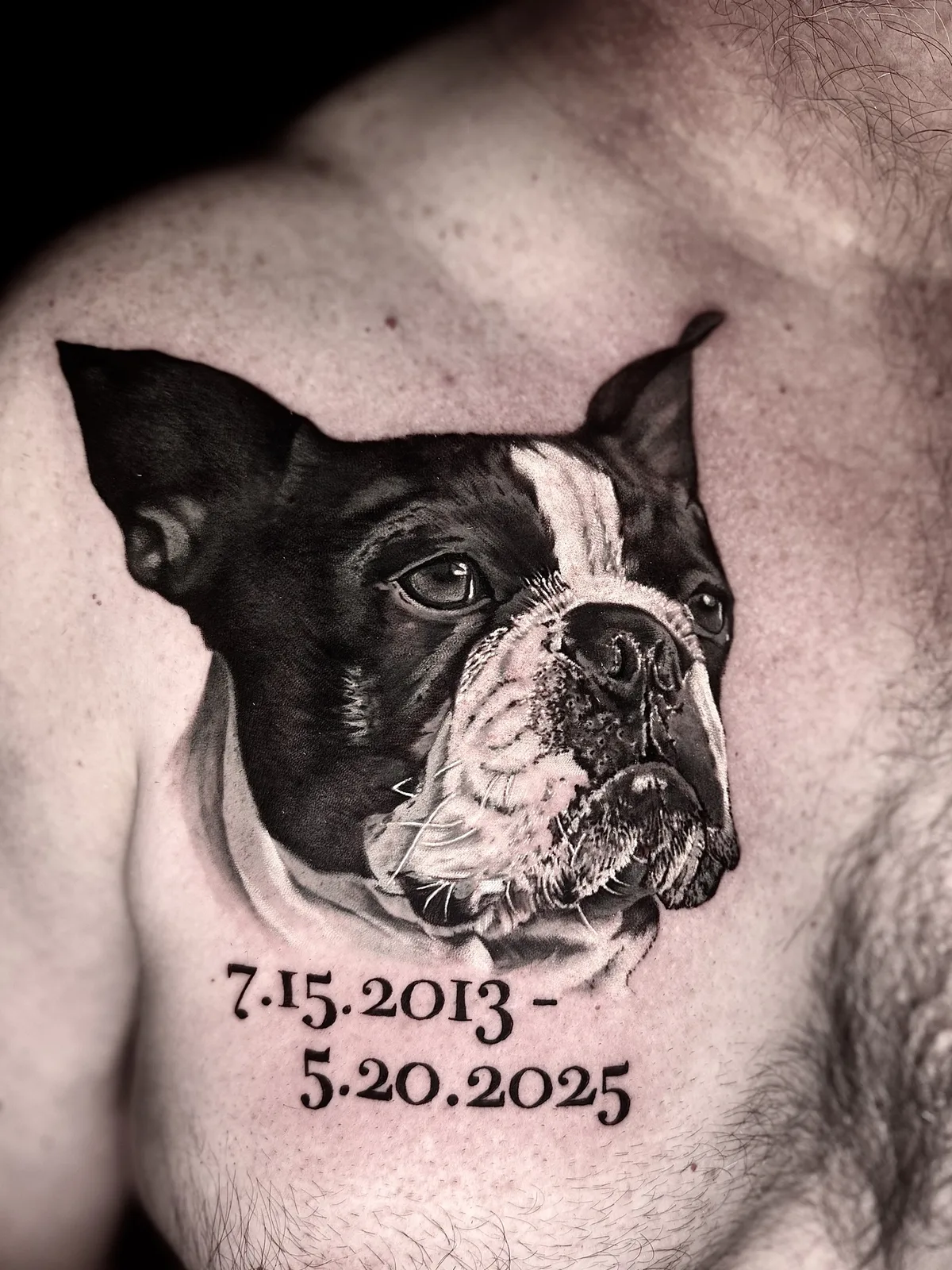 Black and grey memorial portrait of a Boston terrier on the chest with the dates 7.15.2013 - 5.20.2025