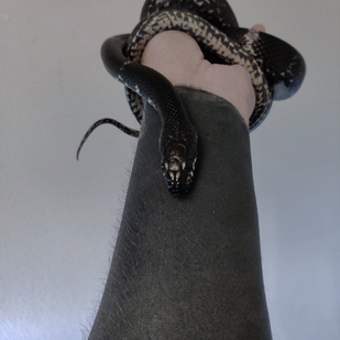 tattoo #49186 | Tattoo Artist Bobby Grey