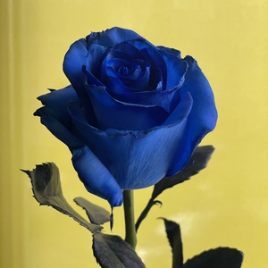 Kseniya Oleynik  | San Francisco, USA | iNKPPL