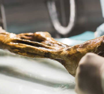 Decorative tattoos found on 5000-Year-Old mummies