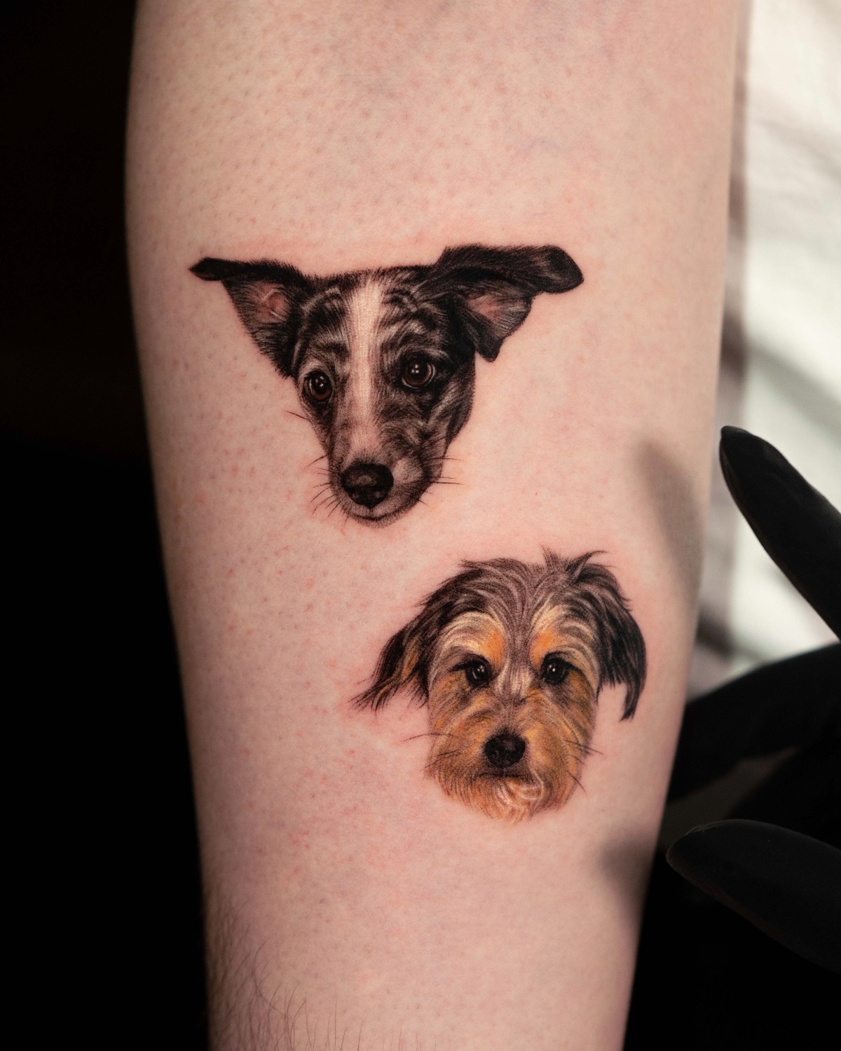 Dogs portrait microrealistic tattoo
