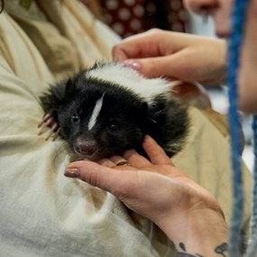 10번째 국제 모스크바 타투 콘벤션 | 1일차