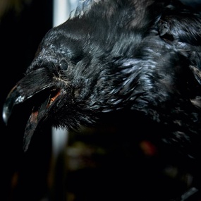 10번째 국제 모스크바 타투 콘벤션 | 1일차