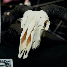 10번째 국제 모스크바 타투 콘벤션 | 1일차