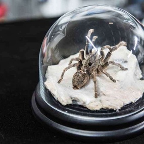 Szczecin 투어트로피 2017 | 2일차