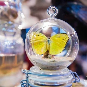 국제 브뤼셀 토트 프로페셔널 2017 | 3일차