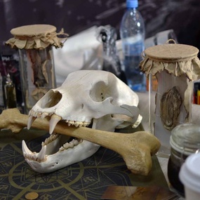 크라소다르 토트주 2017