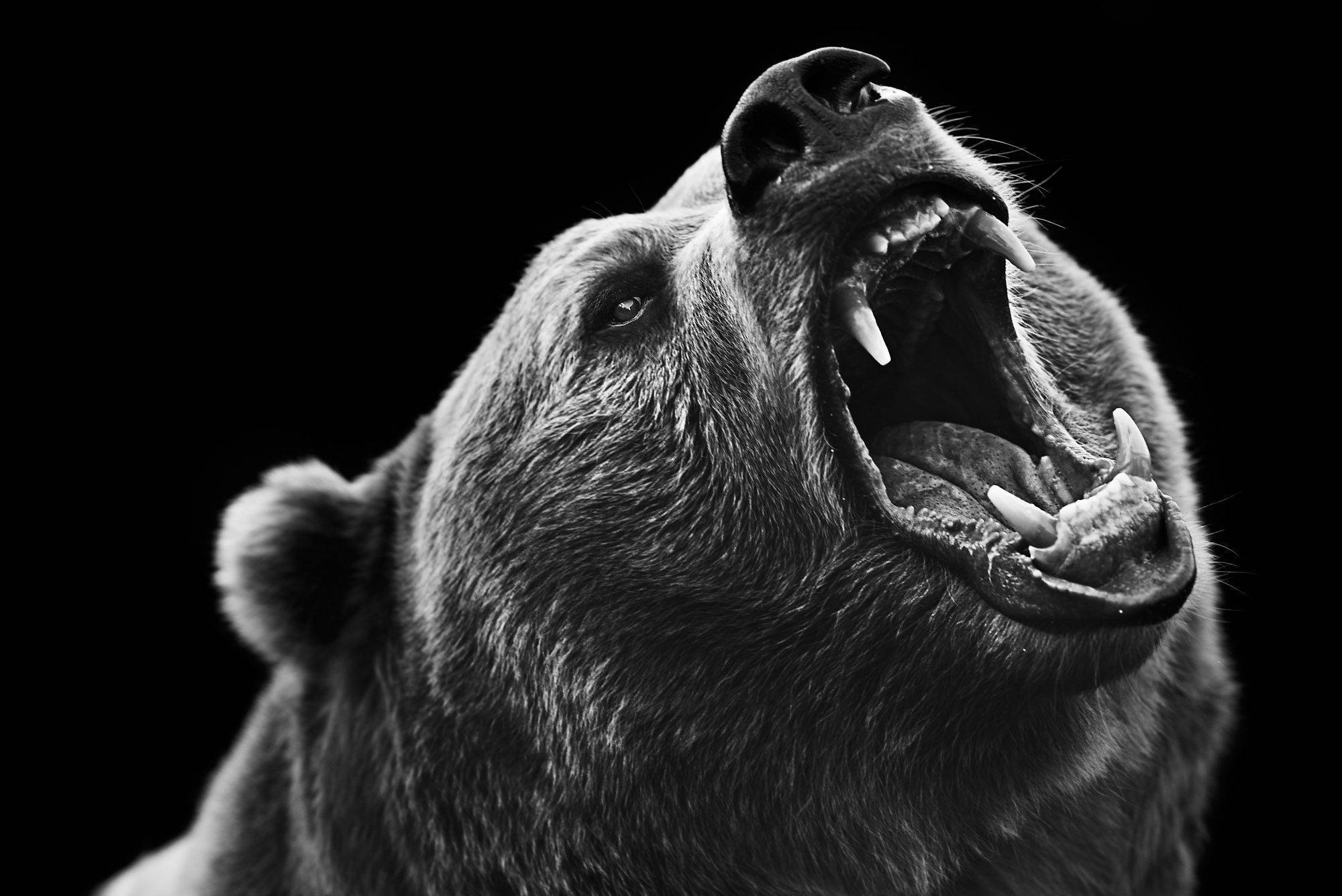 Тату Медведь (50+ Фото) — Медведи: Бурый, Белый, Гризли