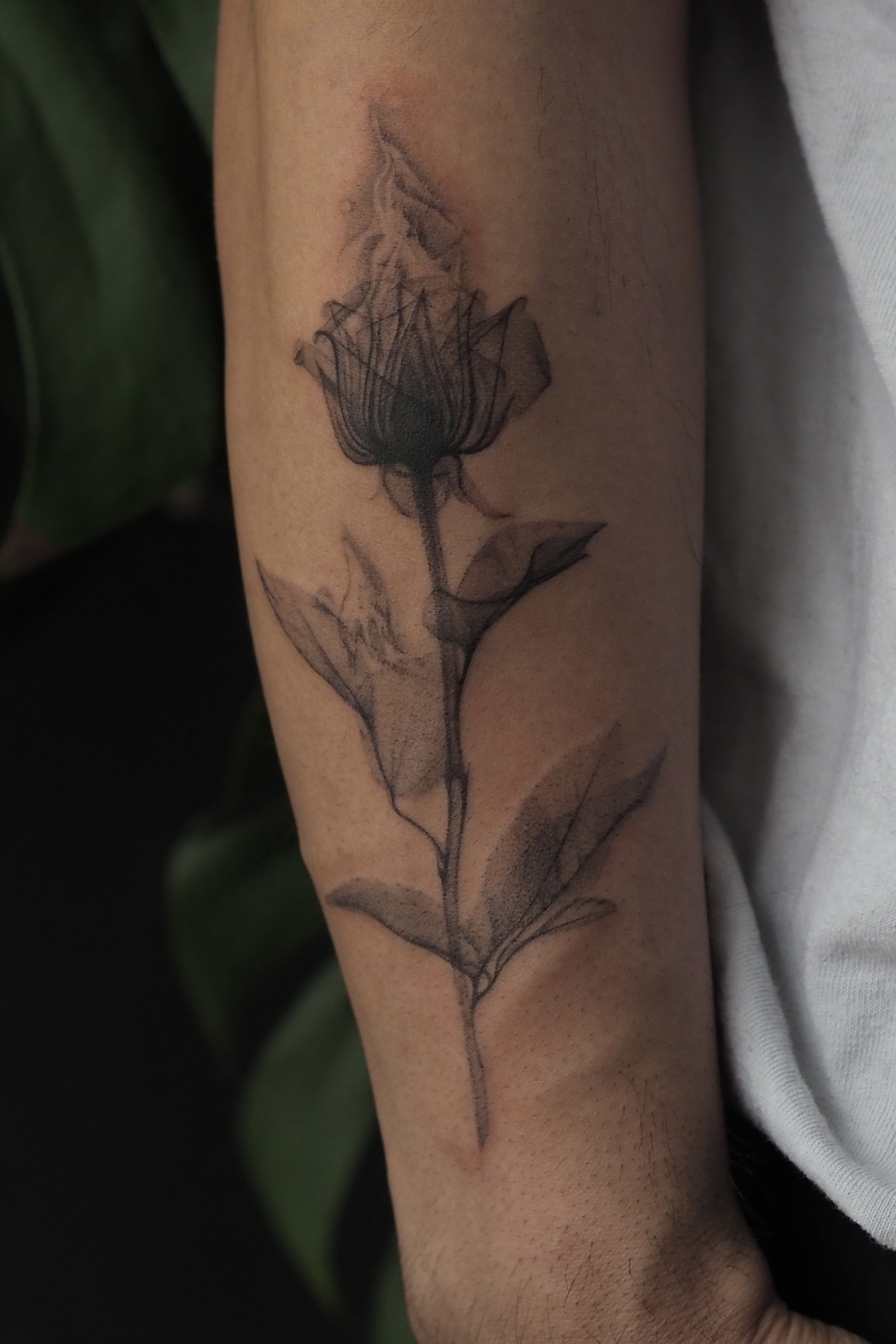 Anastasiia Pakhanovas botanischer Röntgen- und ornamentaler Tattoo-Stil