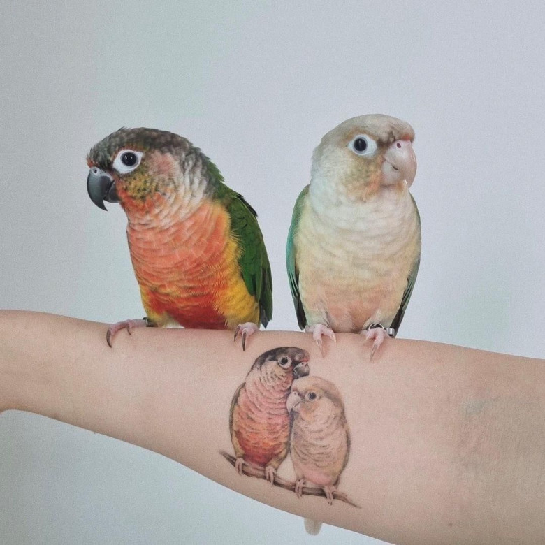 彡  Some green cheek conures 